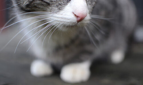 双城记，伊布欧冠封神夜，佛罗伦萨暗涌的王朝序章